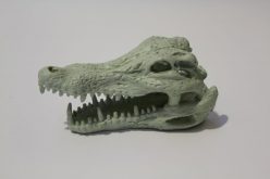 White Crocodile Skull