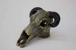 Animal Skull Ornament