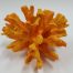 orange coral