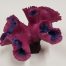 pink and purple coral