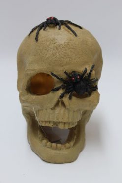 Skull with spiders