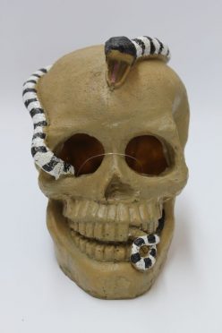 Skull with snake