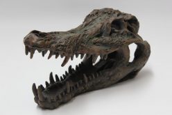 Brown Crocodile Head Ornament
